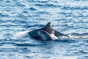 Ile aux Cerfs: El mejor día en catamarán.