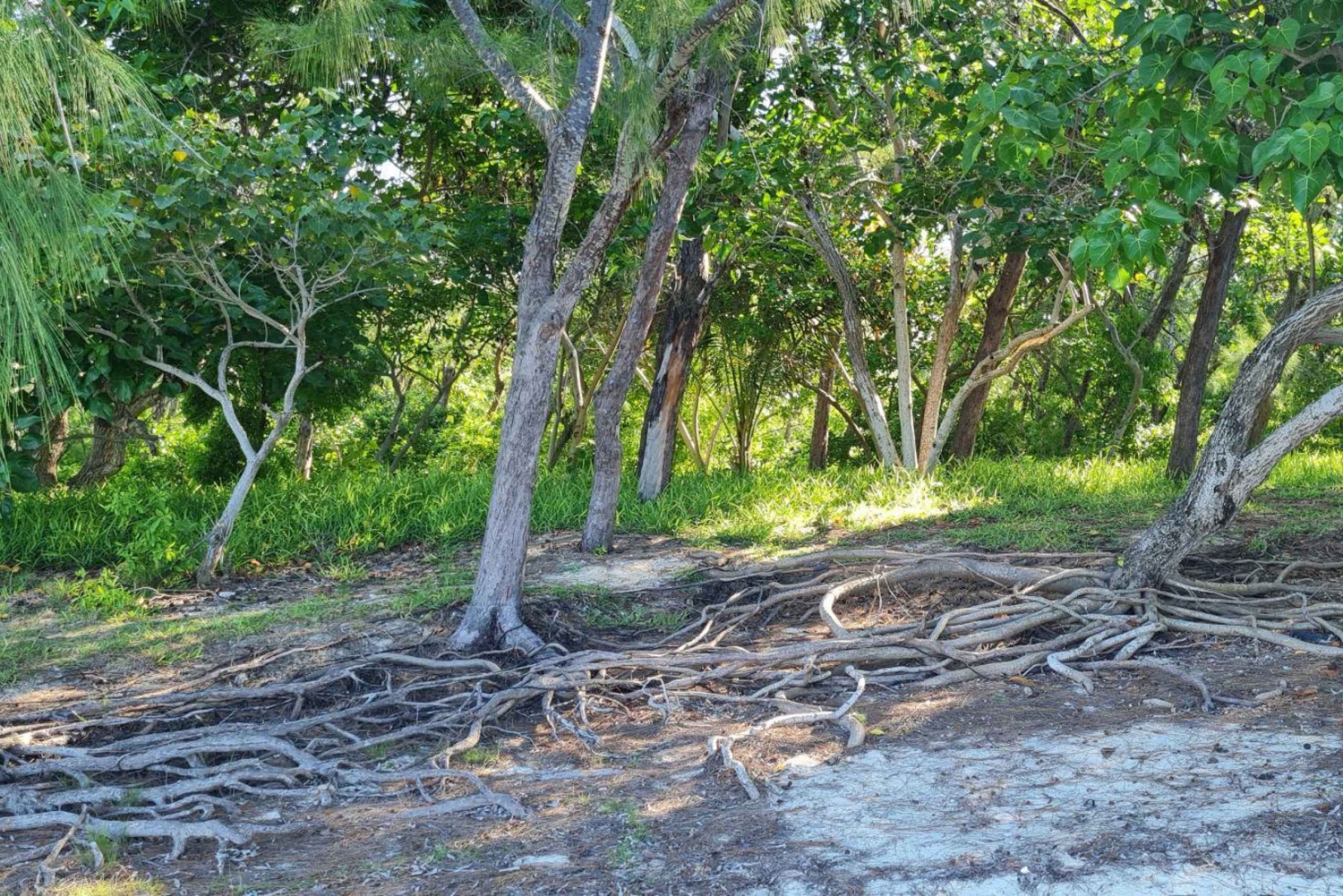 Ile d'Ambre & Ile Aux Bernaches Fday con almuerzo y snorkel