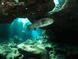 Just Diving Mauritius
