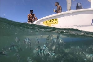 La Preneuse: Speedbådstur med delfinobservation og snorkling