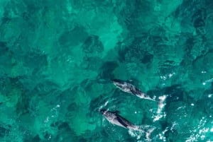 La Preneuse: Speedbådstur med delfinobservation og snorkling