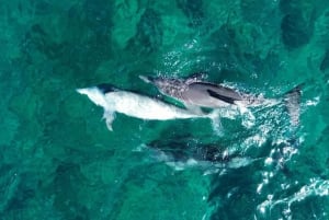 La Preneuse: Speedbådstur med delfinobservation og snorkling