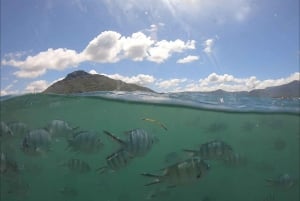La Preneuse: Speedbådstur med delfinobservation og snorkling