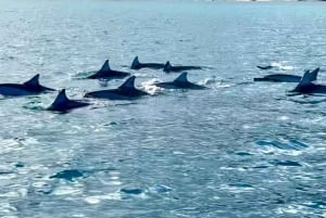 La Preneuse: Speedbådstur med delfinobservation og snorkling