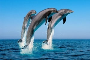 La Preneuse: Pływanie z delfinami i snorkeling - wycieczka łodzią motorową