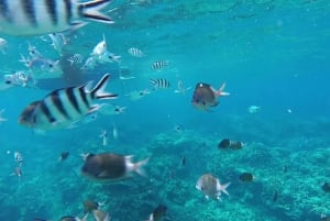 La Preneuse: Pływanie z delfinami i snorkeling - wycieczka łodzią motorową