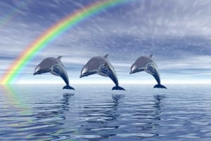 La Preneuse: Pływanie z delfinami i snorkeling - wycieczka łodzią motorową