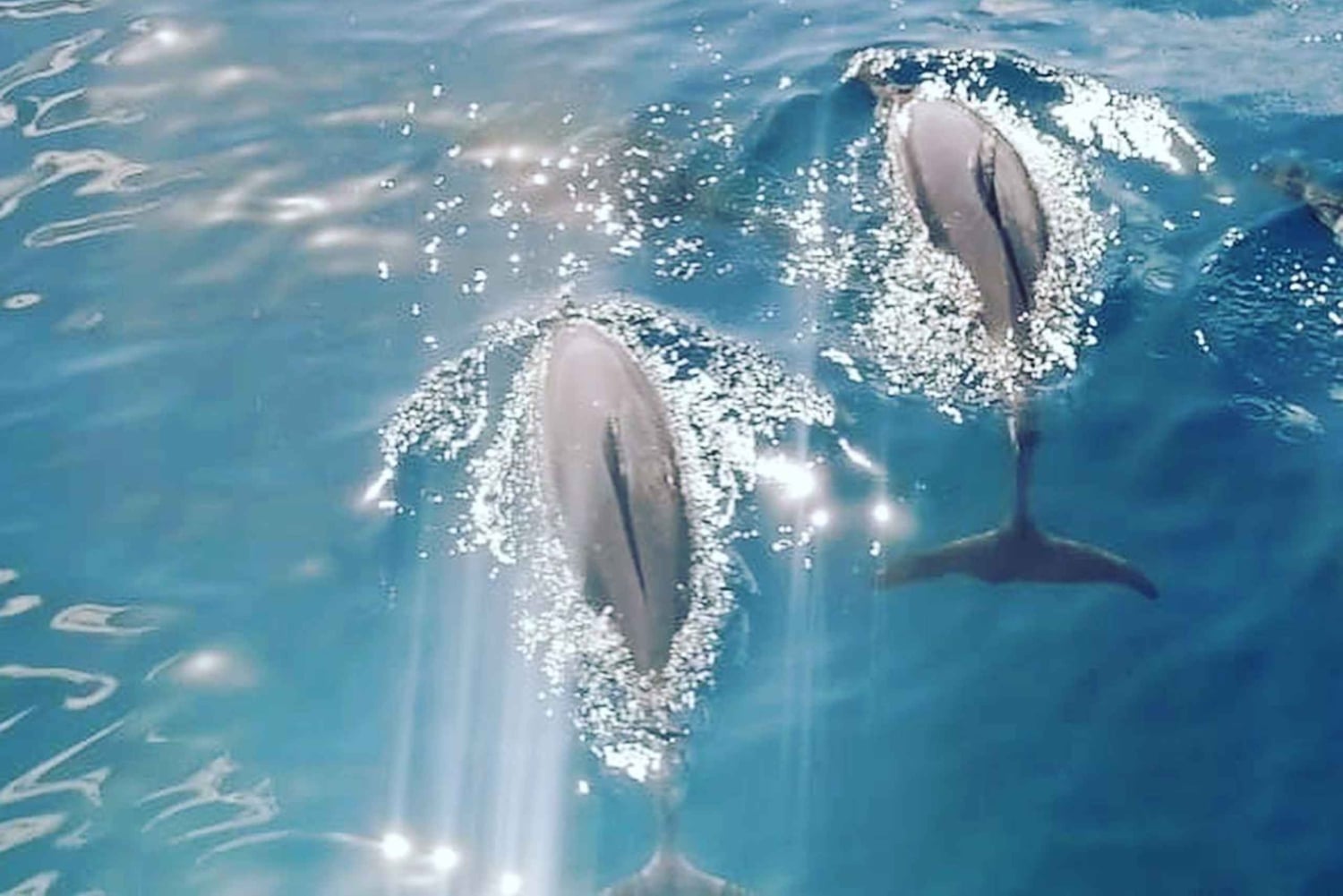 LE MORNE DOLPHINS SUNRISE TRIP