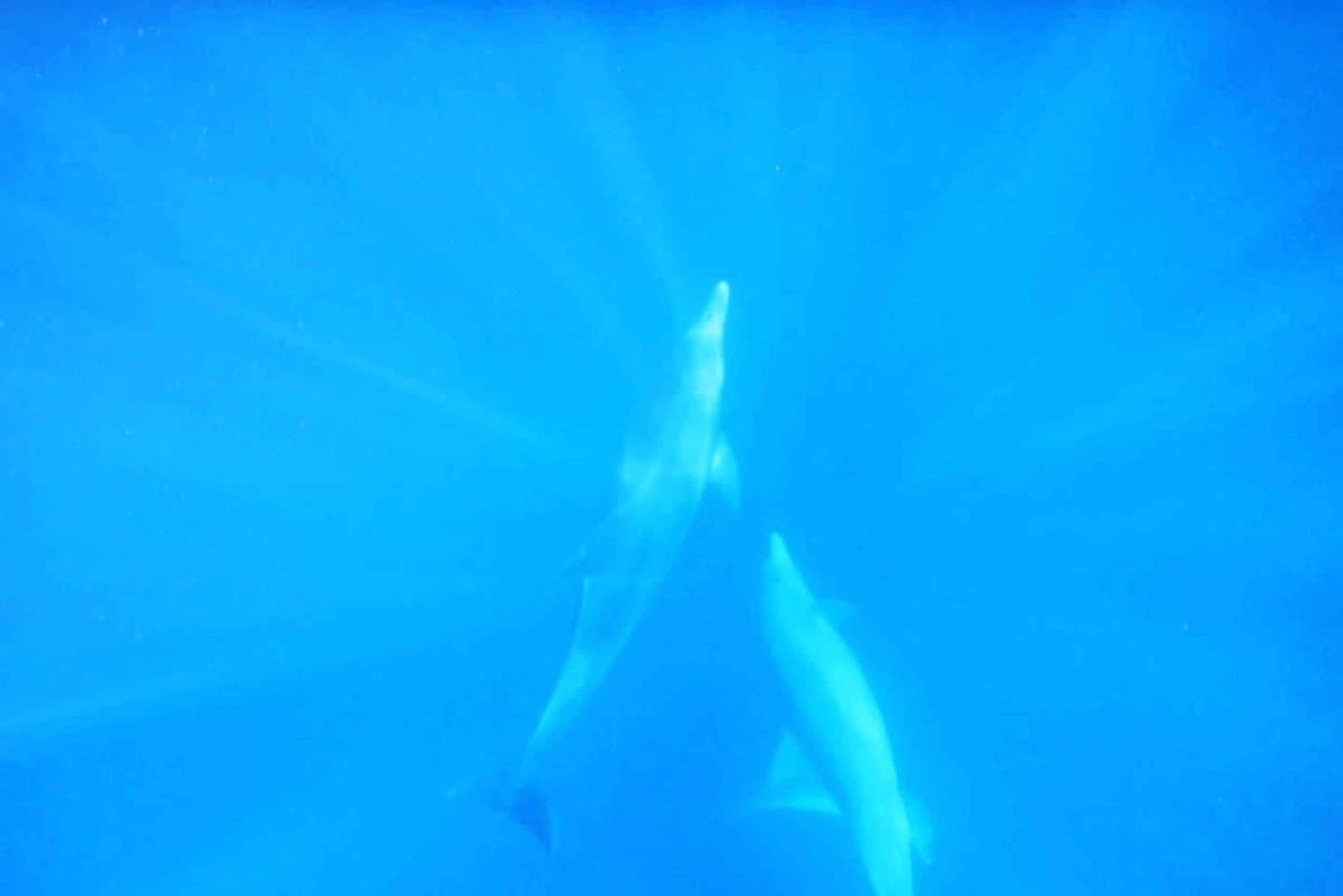 LE MORNE DOLPHINS SUNRISE TRIP