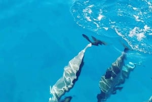 LE MORNE DELFINER SOLUPPGÅNGSTUR