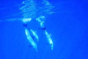 LE MORNE DELFINER SOLUPPGÅNGSTUR