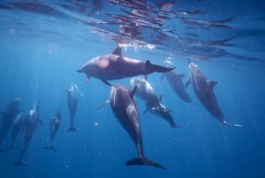 LE MORNE DELFINER SOLUPPGÅNGSTUR