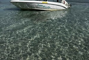 LE MORNE DELFINER SOLUPPGÅNGSTUR