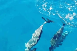 LE MORNE DOLPHINS SUNRISE TRIP