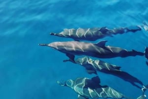 LE MORNE DOLPHINS SUNRISE TRIP