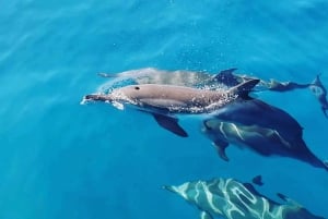 LE MORNE DOLPHINS SUNRISE TRIP