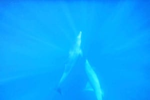 LE MORNE DOLPHINS SUNRISE TRIP