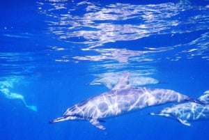 LE MORNE DOLPHINS SUNRISE TRIP