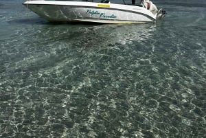 LE MORNE DOLPHINS SUNRISE TRIP