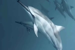 LE MORNE DOLPHINS SUNRISE TRIP