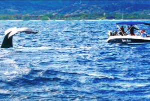 Le morne:Whales and dolphins watching,Swimming with dolphins