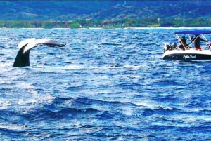 Private: Whales and dolphins watching,Swimming with dolphins