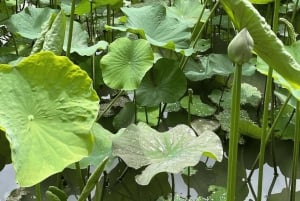 Marché local, jardin botanique, dégustation de rhum et déjeuner authentique