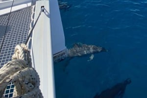 Mauritius: West Coast Catamaran Cruise fra Black River