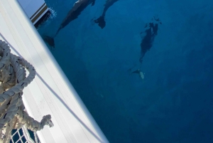 Mauritius: West Coast Catamaran Cruise fra Black River