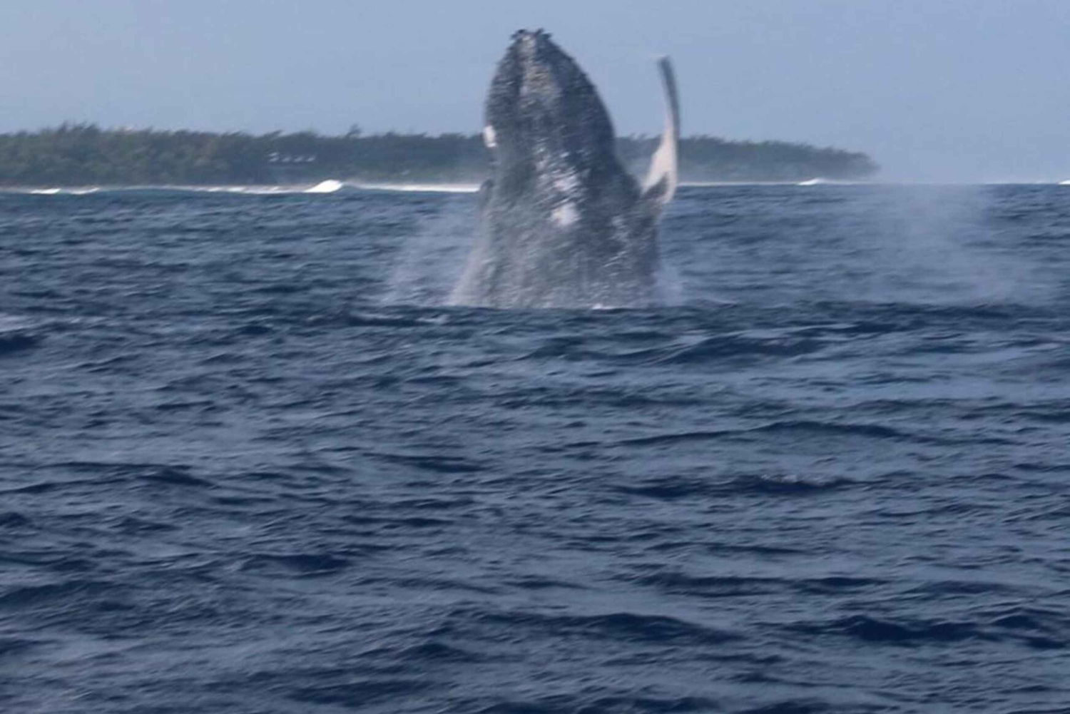 Lydia Boat : Le morne: Eco Friendly Whales and Dolphins Tour