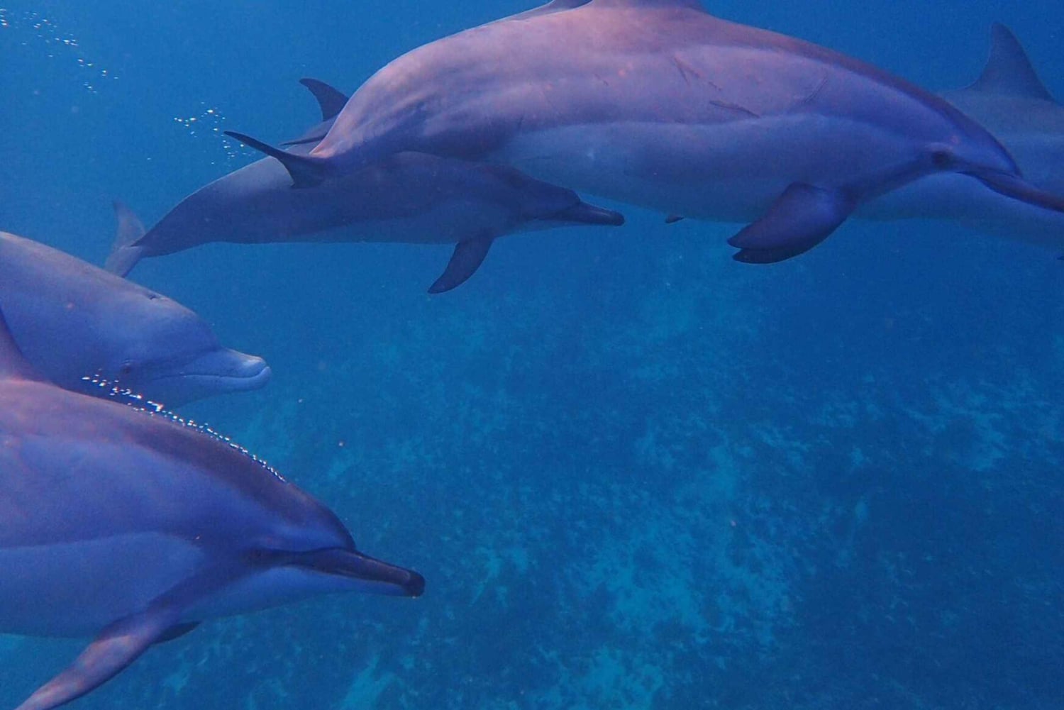 Lydia Boat : Le morne: Eco Friendly Whales and Dolphins Tour