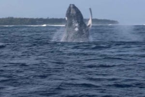 Lydia Boat : Le morne: Eco Friendly Whales and Dolphins Tour