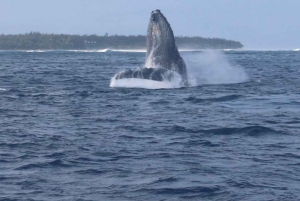 Lydia Boat : Le morne: Eco Friendly Whales and Dolphins Tour