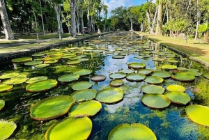 Mauritius: 2-daagse ontdekkingstocht naar het noorden en het eiland Benitier
