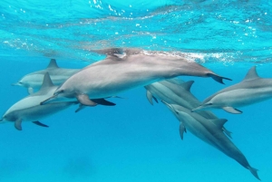 Mauritius: 2-daagse ontdekkingstocht naar het noorden en het eiland Benitier