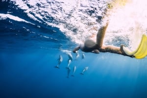 3 päivää: Chamarel, delfiiniretki, viisi saarta, kaupunkikierros