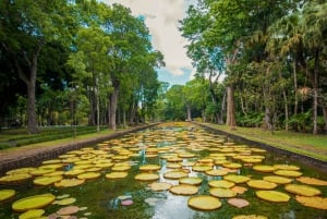 3 päivää: Chamarel, delfiiniretki, viisi saarta, kaupunkikierros
