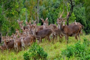 Aventura de safári 4x4 nas Ilhas Maurício com traslado