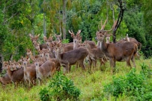 Aventura de safari en 4x4 por Mauricio con servicio de recogida