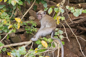 Mauritius: 5 öar speedBoat Trip med snorkling och BBQ