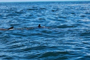 Mauritius: 5 öar speedBoat Trip med snorkling och BBQ