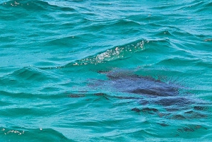 Mauritius: 5 öar speedBoat Trip med snorkling och BBQ