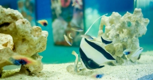 Mauritius Aquarium