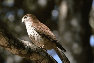 Mauritius: Bel Ombren luonnonsuojelualue 4x4 safariseikkailu