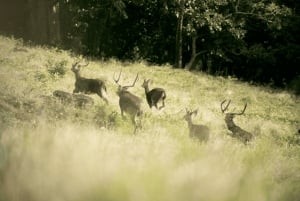 Mauritius: Bel Ombre Nature Reserve Buggy Tour