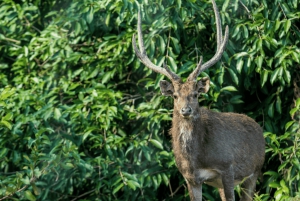 Maurice : Visite en buggy de la réserve naturelle de Bel Ombre