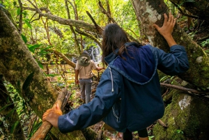 Mauritius: Bel Ombre Nature Reserve Wilderness Package
