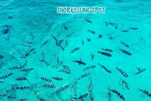 Mauritius: Benitier Island – Schwimmen mit Delfinen – Schnellboot & BBQ