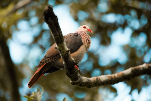 Mauritius: Black River Gorges Guided Hike