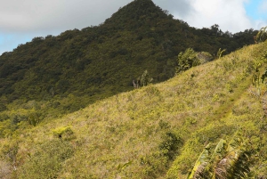 Mauritius: Black River Gorges Guided Hike